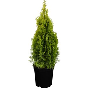 Lebensbaum "Golden Smaragd" Höhe ca. 50 - 60 cm Topf ca. 5 l Thuja occidentalis