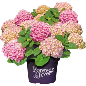 Bauernhortensie "Forever & Ever" Rosa Höhe ca. 40 - 50 cm Topf ca. 5 l Hydrangea