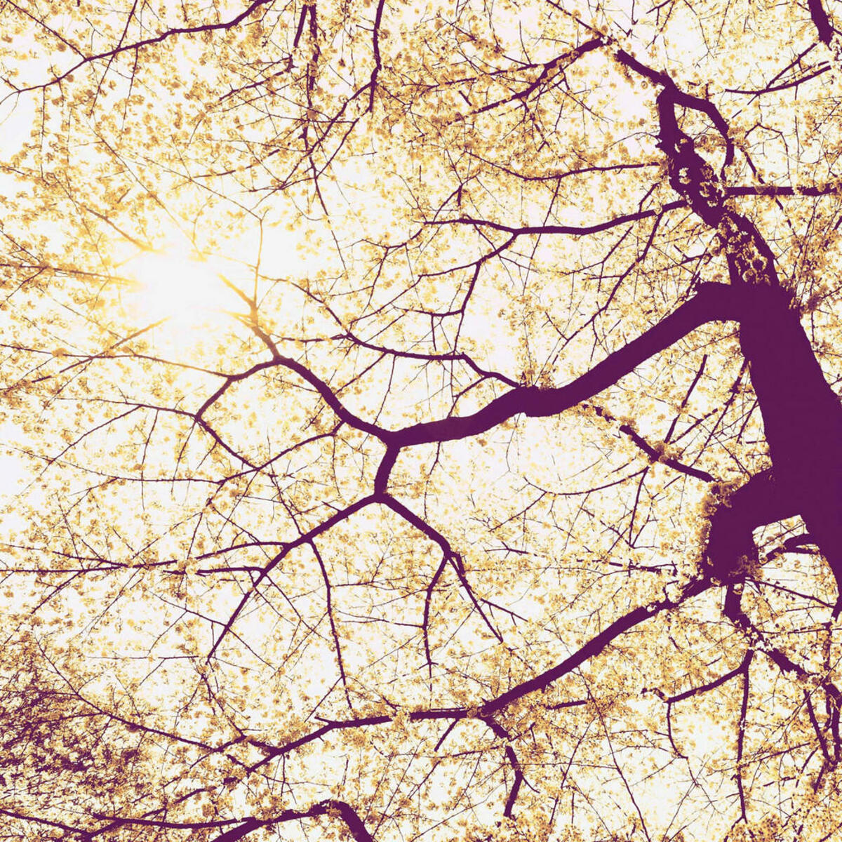 Bild 1 von Komar Vliestapete, Braun, Lila, Bäume, 250x250 cm, Fsc, Tapeten Shop, Vliestapeten