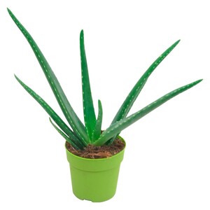 Aloe vera Höhe ca. 15 - 20 cm Topf-Ø ca. 12 cm