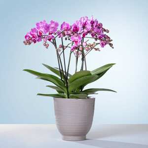Orchidee Bellissimo mit Keramik-Übertopf