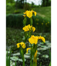 Bild 2 von Sumpf-Schwertlilie, gelb