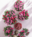 Bild 3 von Gartennelke 'Pink Kisses®'