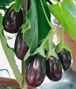 Bild 3 von Pick-&-Joy® Aubergine, mit Frucht