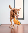 Bild 3 von Red Dingo Hundespielzeug DURABLES Toys Wombat