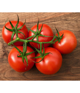 Bioland Tomate, veredelt