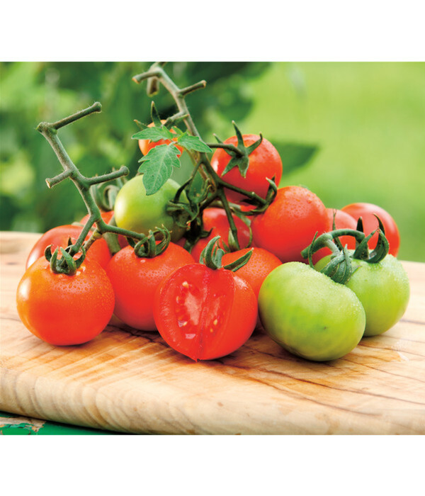 Bild 1 von Dehner Gourmet Garten Tomate, veredelt