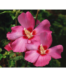 Hibiscus 'Silke' - Garten-Eibisch