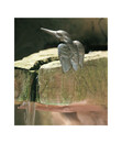 Bild 1 von Rottenecker Bronzefigur Eisvogel