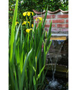 Bild 3 von Sumpf-Schwertlilie, gelb