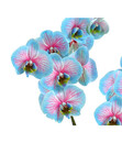 Bild 4 von Phalaenopsis 'Blue Wonder', 2-Trieber