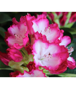Rhododendron 'Mega'  