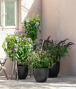 Bild 4 von Hibiscus 'Blue Chiffon' - Garten-Eibisch