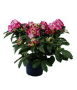 Bild 2 von Rhododendron 'Mega'  