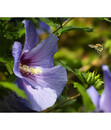 Bild 3 von Hibiscus 'Blue Chiffon' - Garten-Eibisch
