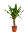 Bild 1 von Riesen-Palmlilie - Yucca-Palme