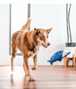 Bild 4 von Red Dingo Hundespielzeug DURABLES Toys Hai