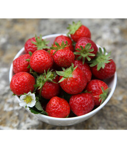 Erdbeere 'Aromastar', 8er Schale