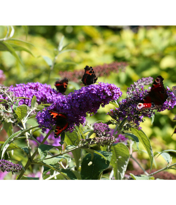 Bild 1 von Sommerflieder - Schmetterlingsstrauch, blau