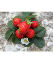 Bild 3 von Erdbeere 'Aromastar', 8er Schale