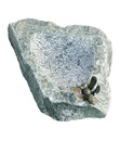 Bild 1 von Rottenecker Granit-Tränke mit Bronzebiene, ca. B20/H13/T30 cm