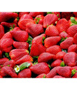 Bild 1 von Erdbeere 'Senga Sengana®', 8er Schale