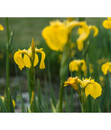 Bild 1 von Sumpf-Schwertlilie, gelb