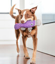 Bild 2 von Red Dingo Hundespielzeug DURABLES Toys Schnabeltier