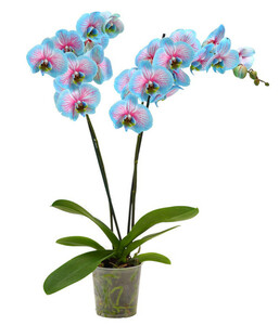 Phalaenopsis 'Blue Wonder', 2-Trieber