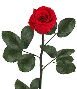 Long-Life-Rose mit Stiel, rot