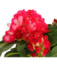 Bild 1 von Rhododendron 'Super Mega'
