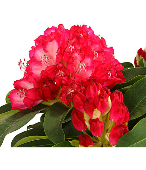 Bild 1 von Rhododendron 'Super Mega'