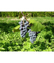 Bild 4 von Dehner Gourmet Garten Tafeltraube 'Muscat Bleu'  