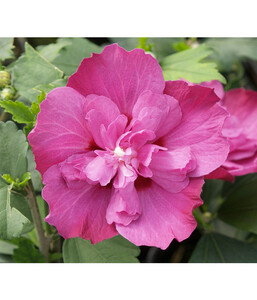 Hibiscus 'Purple Ruffels' - Garten-Eibisch