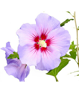 Hibiscus 'Blue Chiffon' - Garten-Eibisch