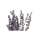 Bild 3 von Trockenblumenbund Lavendel