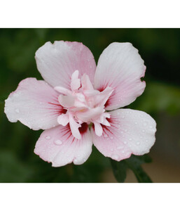 Hibiscus 'China Chiffon' - Garten-Eibisch