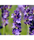 Bild 1 von Lavendel