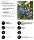 Bild 2 von Pflanzenset 'Blaubeer-Liebe', Heidelbeer-Mix, 4-teilig