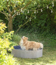 Bild 2 von Dehner Lieblinge Hundepool Water Fun
