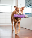 Bild 3 von Red Dingo Hundespielzeug DURABLES Toys Schnabeltier