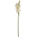 Bild 1 von Orchidee weiß 73cm