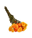 Bild 1 von Trockenblumenbund Strohblume