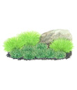 Bild 1 von Bodendeckergräser-Paket 'Sonnengarten'