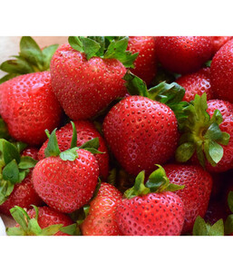 Erdbeere 'Mieze Nova', 8er Schale