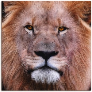 Artland Wandbild König der Löwen, Wildtiere, (1 St.), in vielen Größen & Produktarten -Leinwandbild, Poster, Wandaufkleber / Wandtattoo auch für Badezimmer geeignet