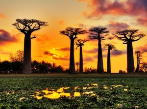 Papermoon Fototapete Baobabs Trees African Sunset