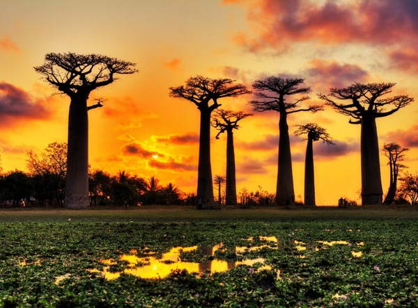 Bild 1 von Papermoon Fototapete Baobabs Trees African Sunset