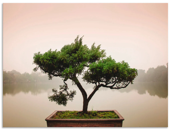 Bild 1 von Artland Wandbild Chinesischer Bonsaibaum, Bäume, (1 St.), in vielen Größen & Produktarten - Alubild / Outdoorbild für den Außenbereich, Leinwandbild, Poster, Wandaufkleber / Wandtattoo auch für