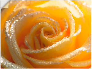 Artland Wandbild Gelbe Rose Makro, Blumen, (1 St.), in vielen Größen & Produktarten -Leinwandbild, Poster, Wandaufkleber / Wandtattoo auch für Badezimmer geeignet